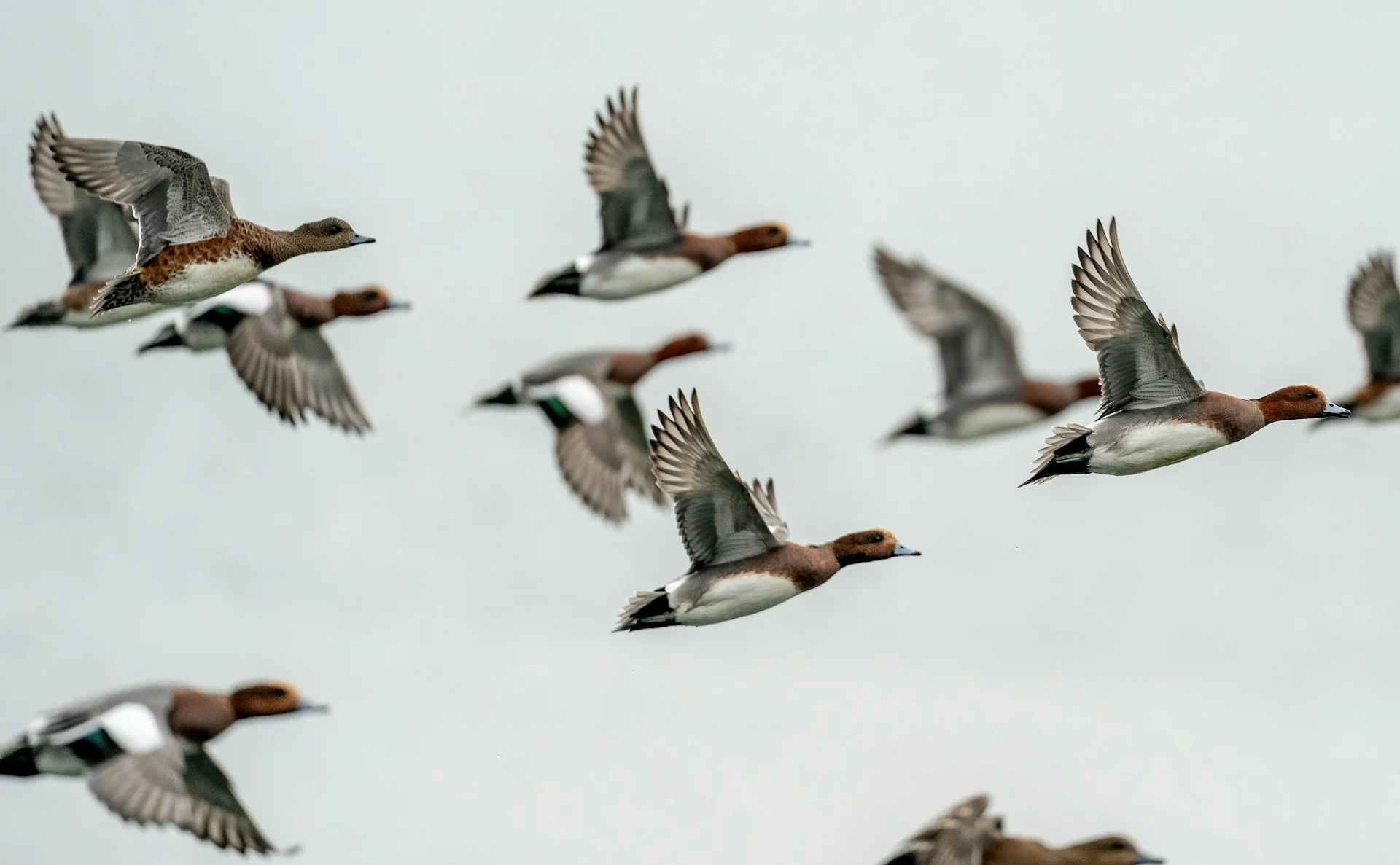 A flock of ducks flying through a cloudy sky