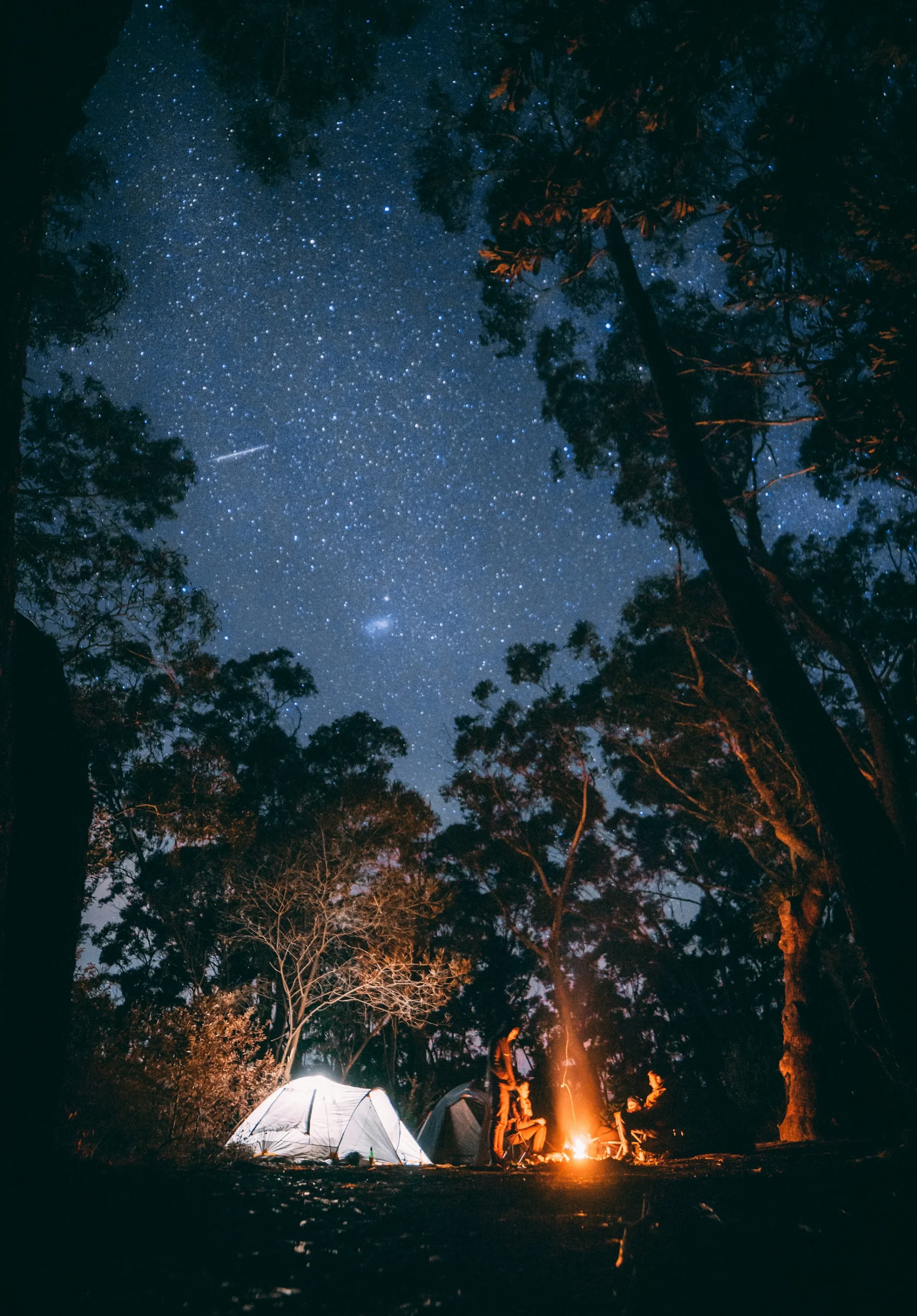 Starry night sky framed by trees