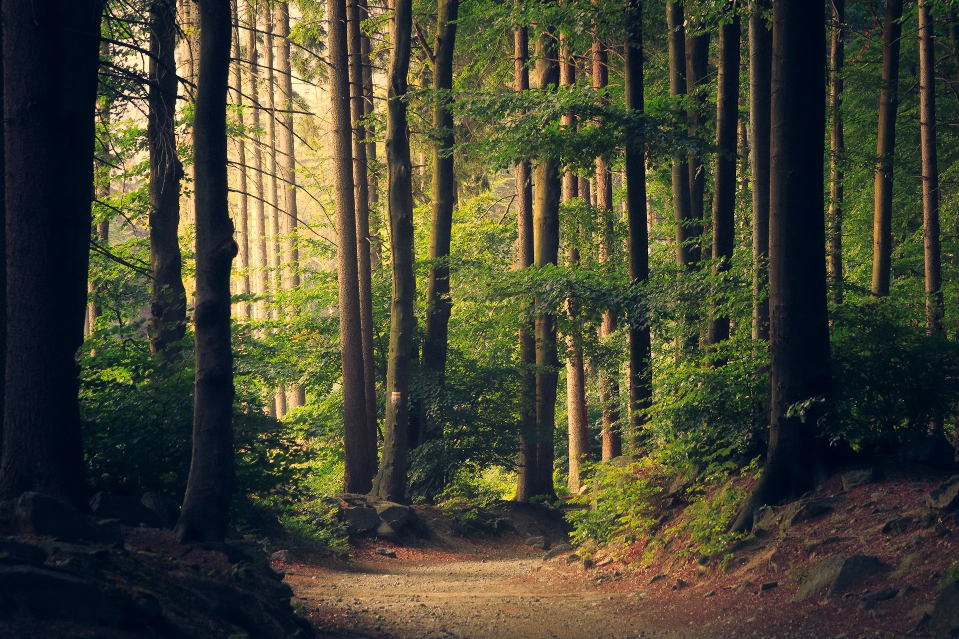 Sunlit trail through a tall forest